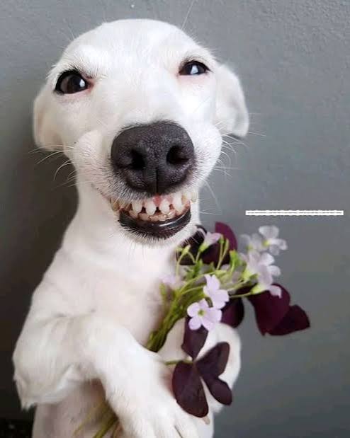 Dog with Flower Wish